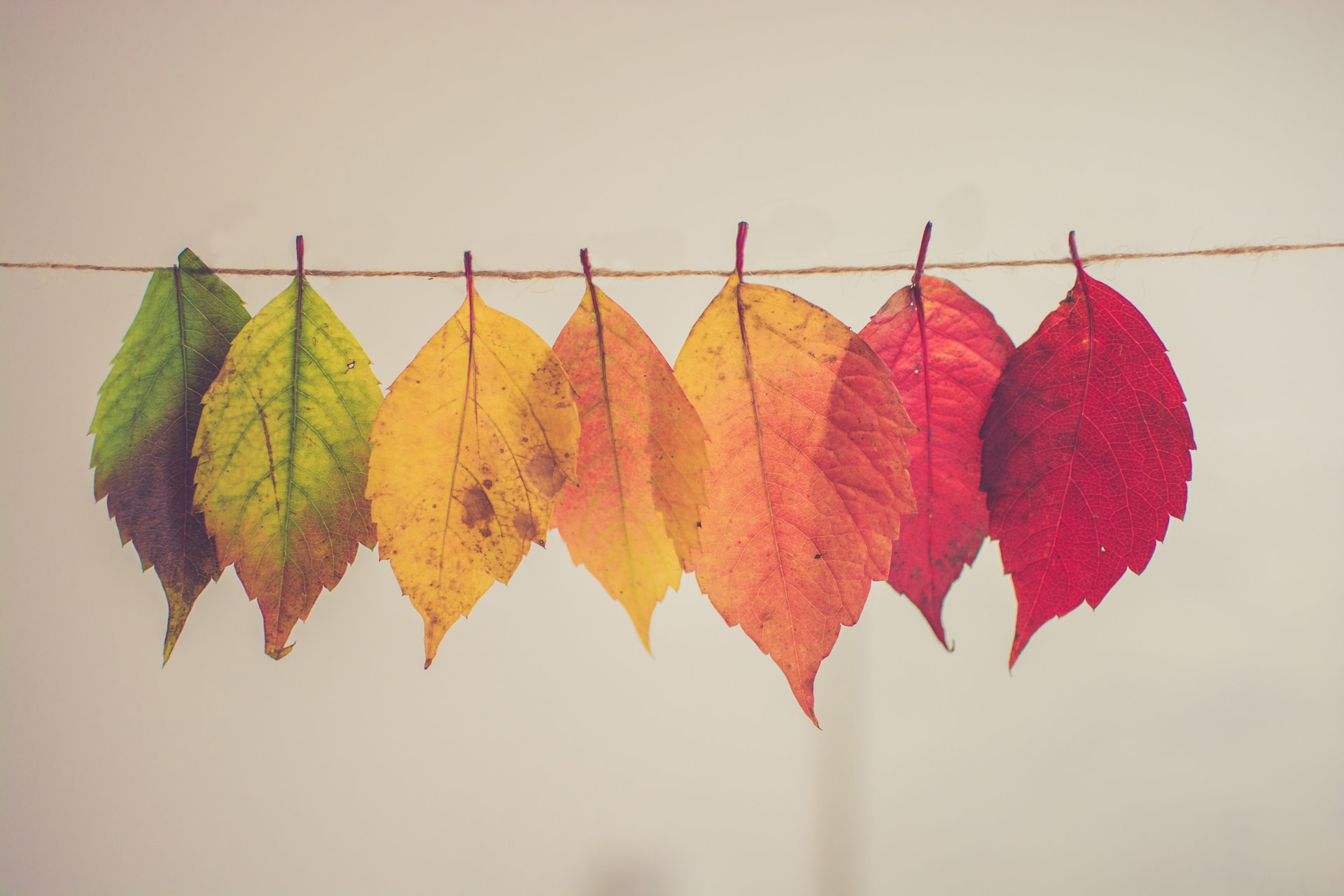 Small Business Owners Embrace Digital Transformations
